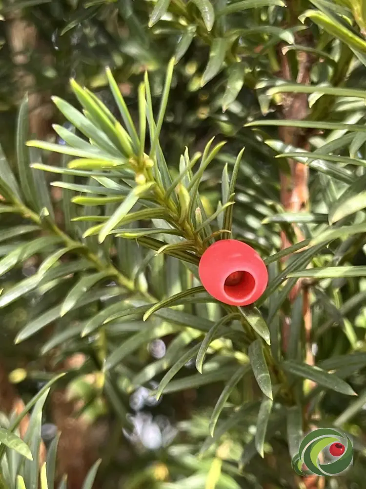 Felrode besjes aan een vrouwelijke taxus.