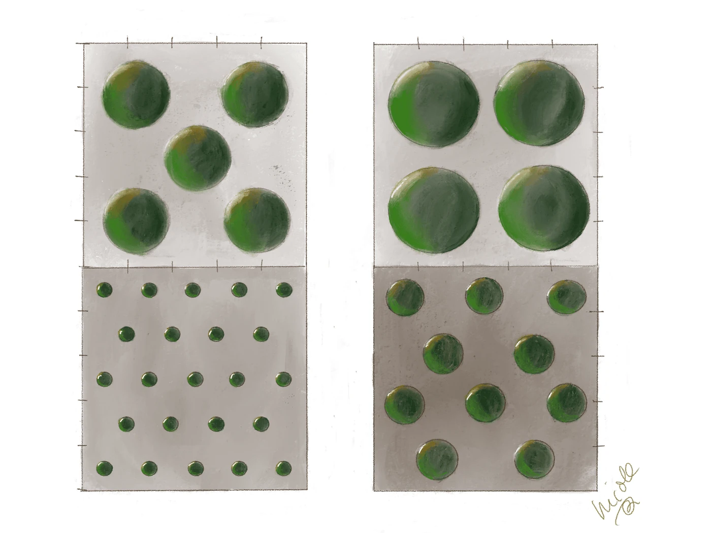 Top view of four squares showing how to space yew in a block: small plants close together in a staggered pattern, larger plants further apart in a square of four or five.