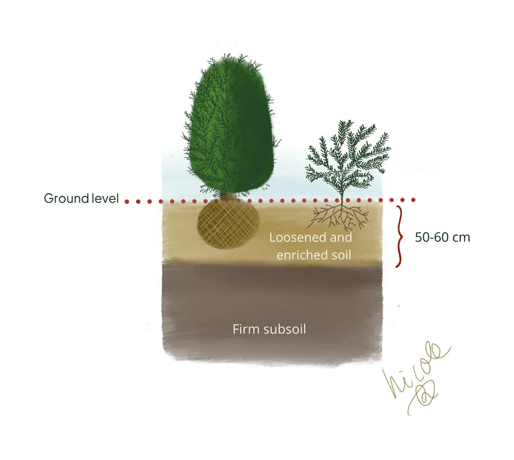 Cross-section of a planting hole: a root-balled yew and a bare-root yew at ground level, in 50 to 60 cm of loosened, enriched soil above the firm subsoil.
