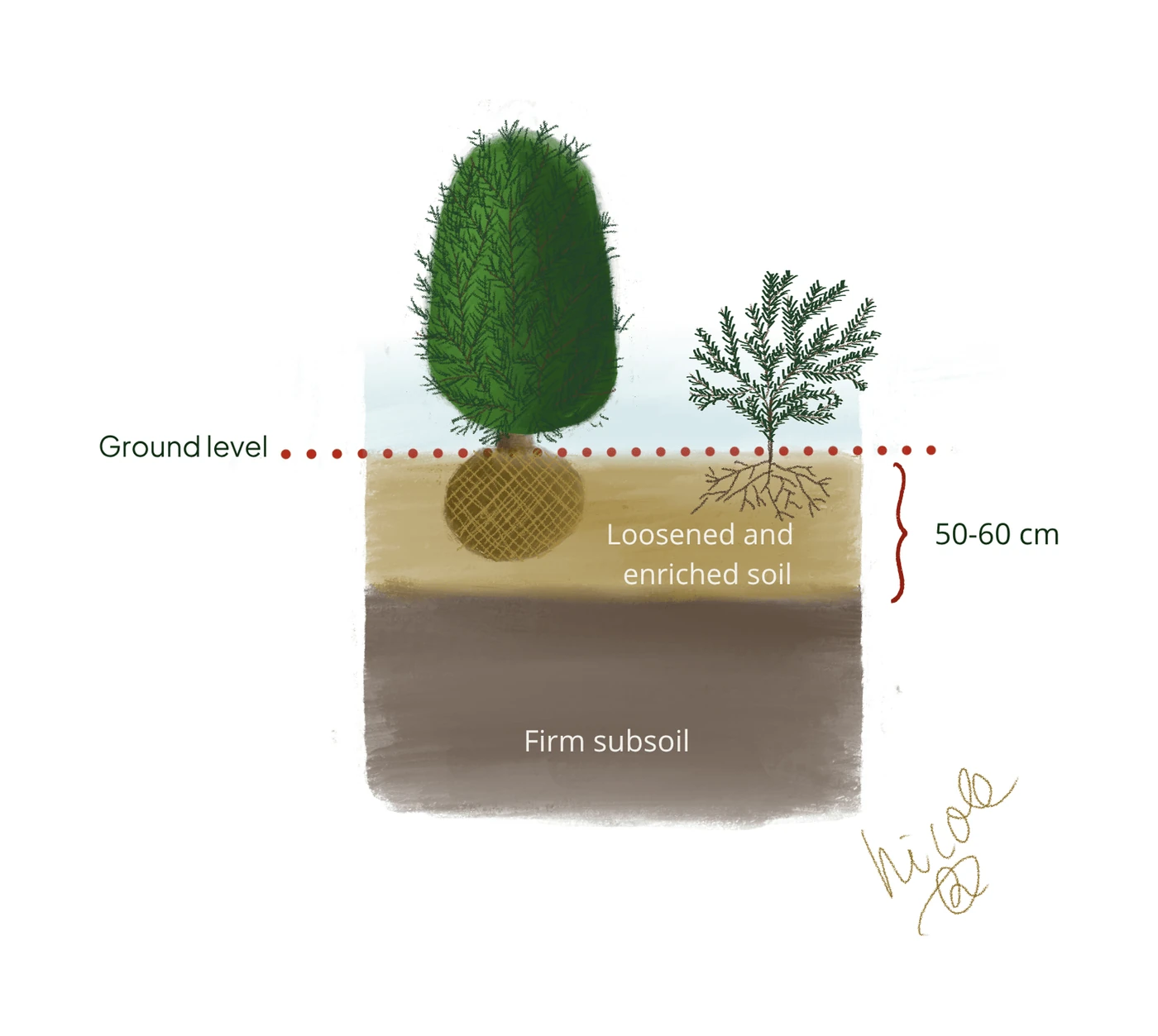 Cross-section of a planting hole: a root-balled yew and a bare-root yew at ground level, in 50 to 60 cm of loosened, enriched soil above the firm subsoil.