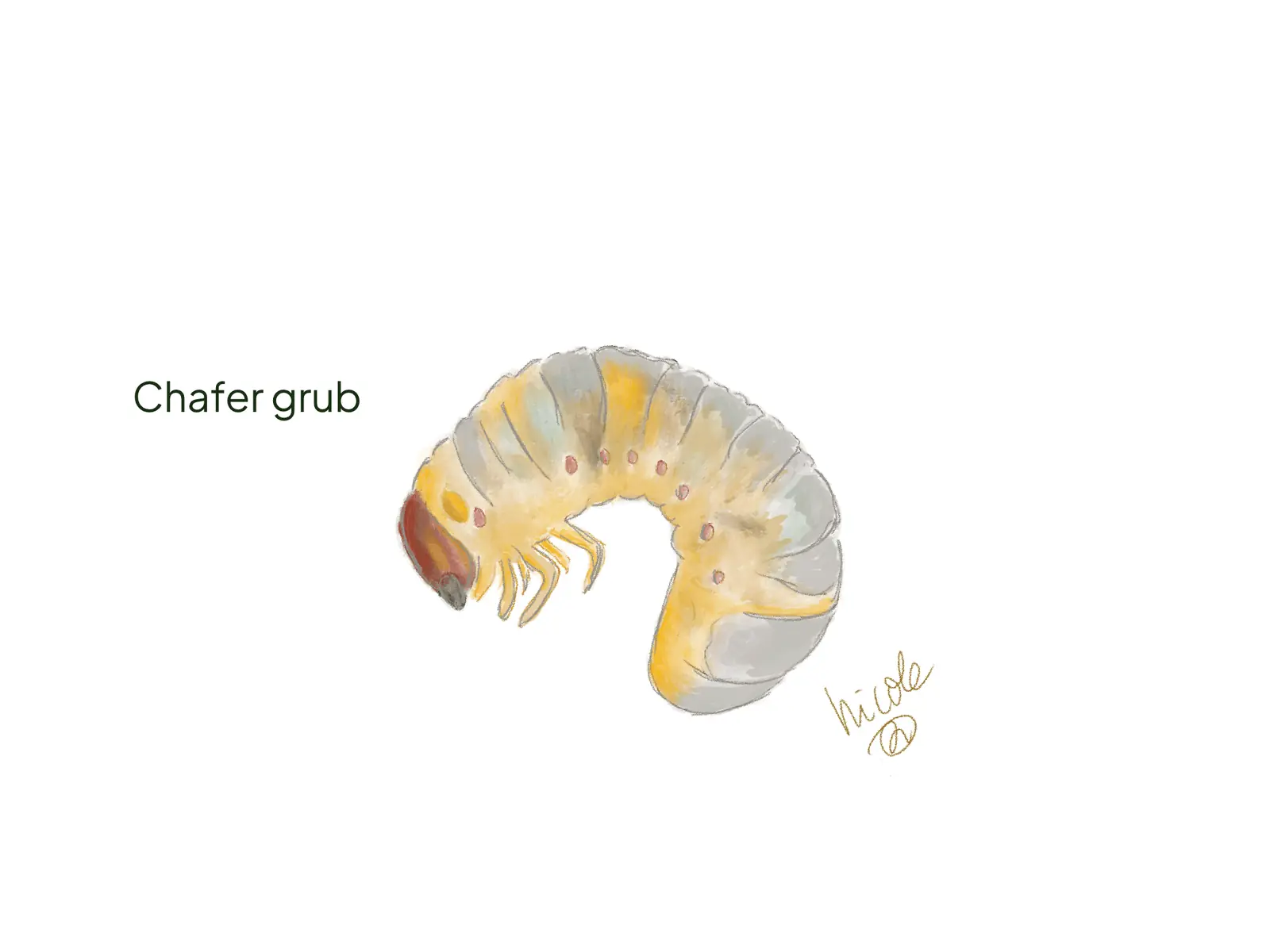 Chafer grub, a C-shaped white beetle larva with distinct legs and a brown head.