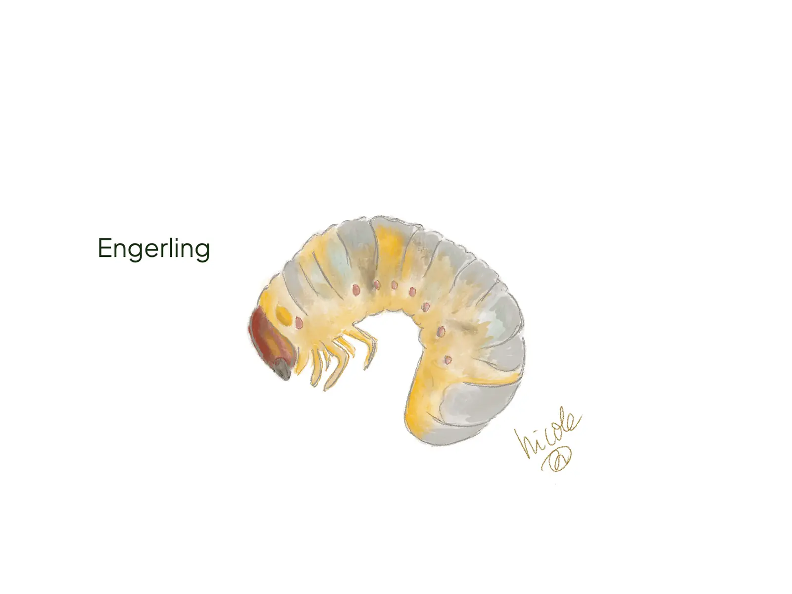 Engerling, een C-vormige witte keverlarve met duidelijke pootjes en een bruine kop.