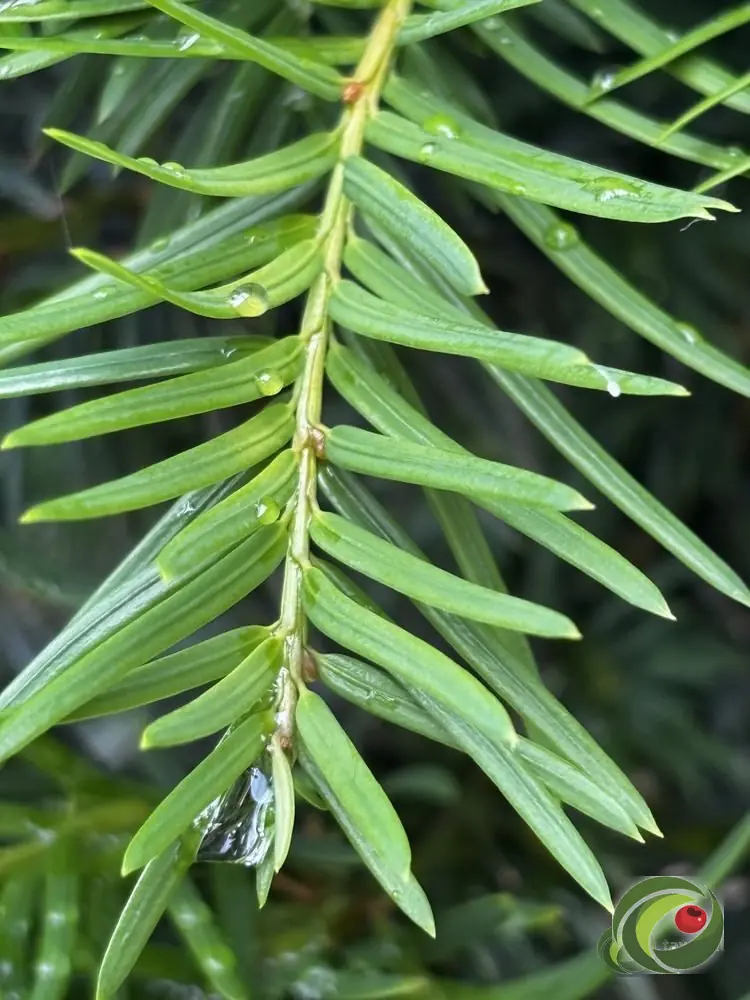 Close-up van de platte, donkergroene naalden van taxus.