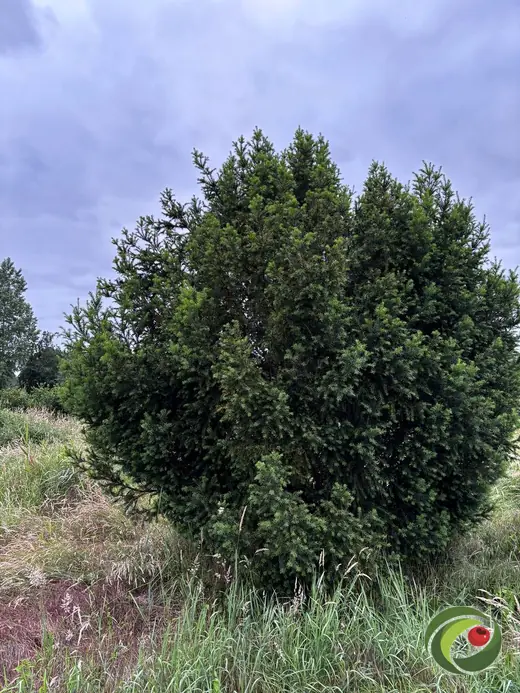 Volle, vitale oude taxus die jarenlang met rust is gelaten.