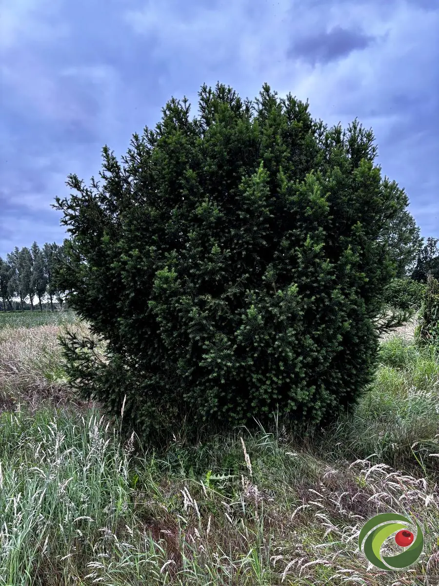 Grote, vrij uitgegroeide taxus van tientallen jaren oud in een veld.