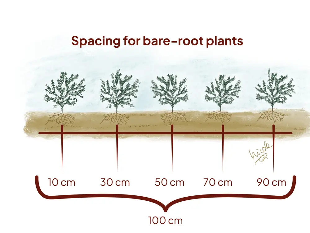 Planting plan for bare-root yew: five young plants evenly spaced within one running metre.