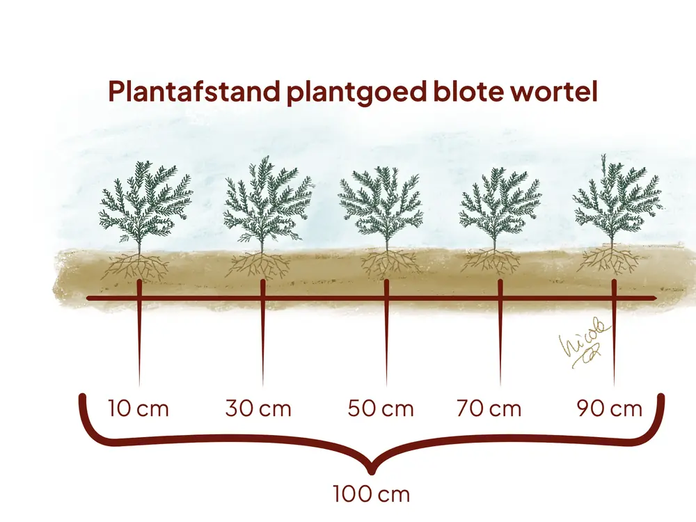Plantschema voor taxus met blote wortel: vijf jonge planten op gelijke afstand binnen een strekkende meter.