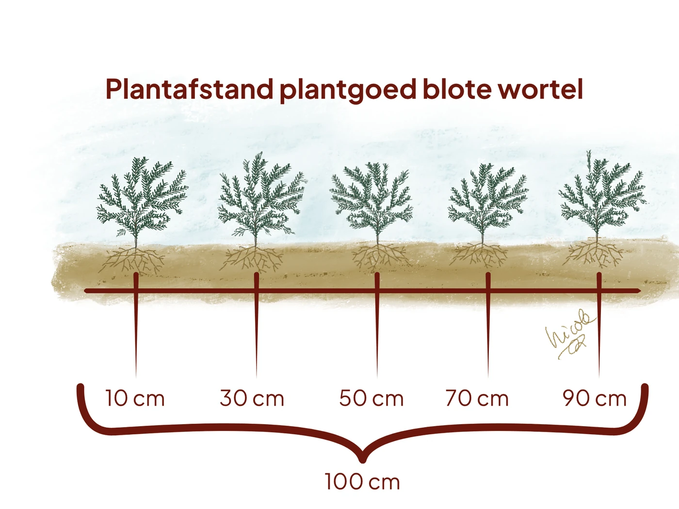 Plantschema voor taxus met blote wortel: vijf jonge planten op gelijke afstand binnen een strekkende meter.