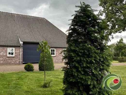 Solitaire taxus als groenblijvende blikvanger in een tuin.