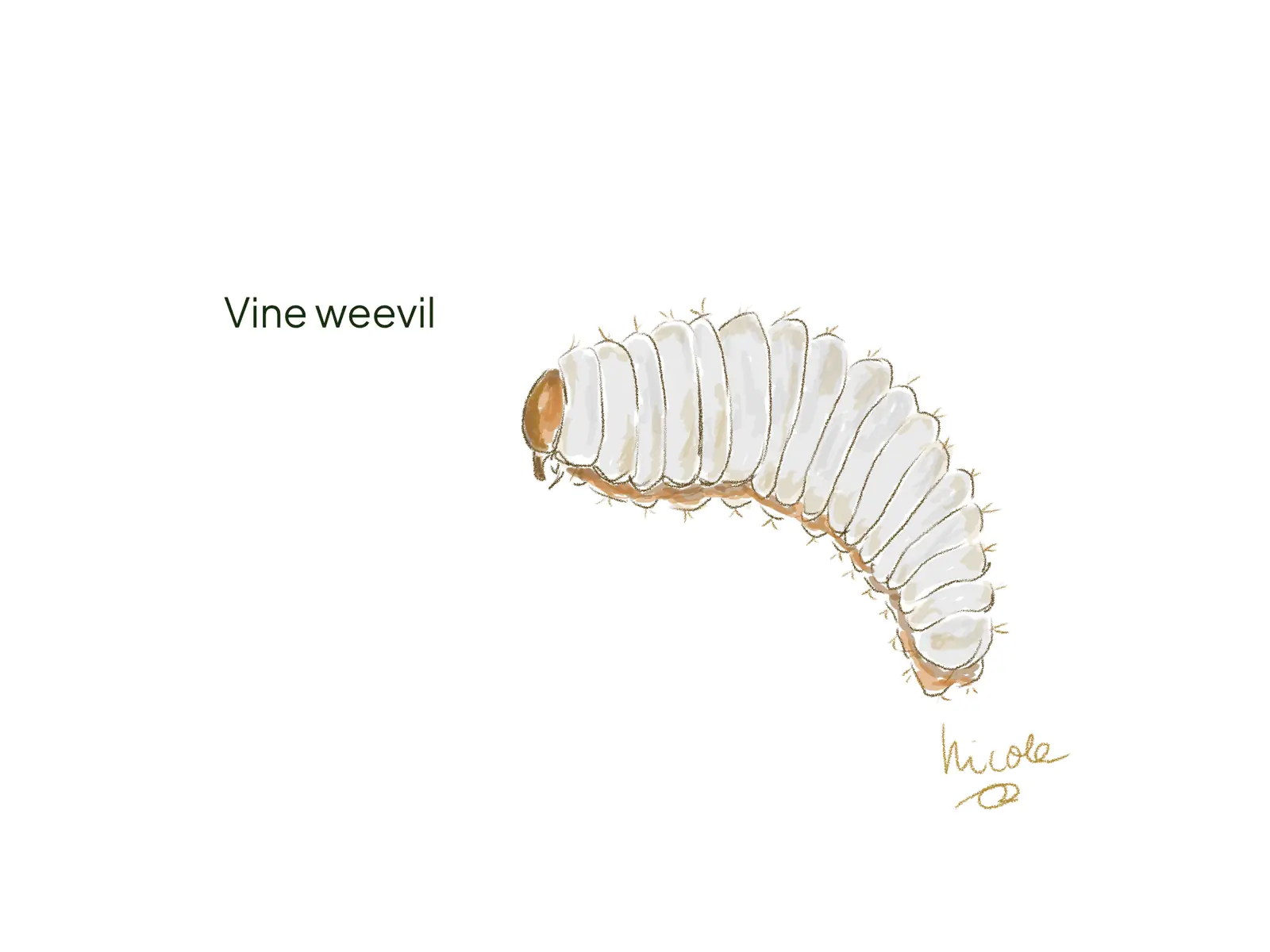 Vine weevil larva, a white curved grub without legs.