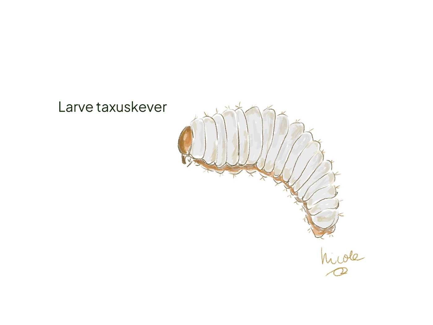 Larve van de taxuskever, een wit gekromd larfje zonder pootjes.