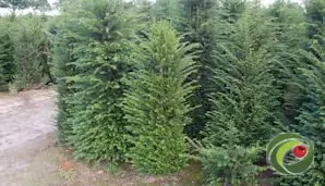 Foto van taxus op de kwekerij