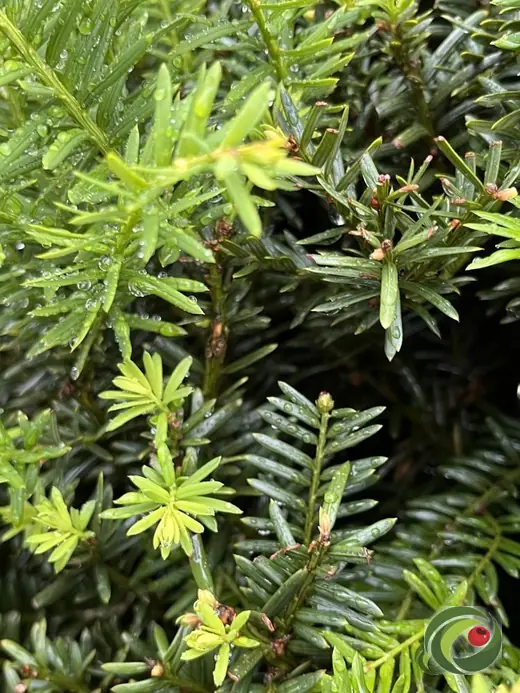 Taxus met lichtgroene voorjaarsuitloop tegen donkergroen ouder blad.