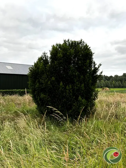 Verwilderde, niet gesnoeide taxus die dicht en gezond is gebleven.