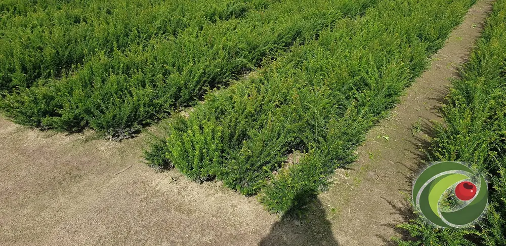 Taxus die in rijen in de volle grond groeit op een kwekerijveld.