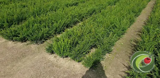 Taxus die in rijen in de volle grond groeit op een kwekerijveld.