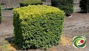 In blokvorm gesnoeide taxus op de kwekerij.