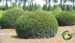 In bol gesnoeide taxus op de kwekerij.