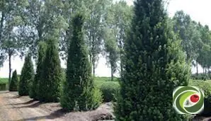 In kegelvorm gesnoeide taxus op de kwekerij.